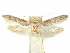  ( - CCDB-29474-E03)  @11 [ ] CreativeCommons - Attribution (2018) CBG Photography Group Centre for Biodiversity Genomics