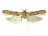  ( - CCDB-29474-E05)  @11 [ ] CreativeCommons - Attribution (2018) CBG Photography Group Centre for Biodiversity Genomics