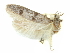  ( - CCDB-29474-F10)  @11 [ ] CreativeCommons - Attribution (2018) CBG Photography Group Centre for Biodiversity Genomics