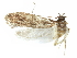  ( - CCDB-29474-G01)  @11 [ ] CreativeCommons - Attribution (2018) CBG Photography Group Centre for Biodiversity Genomics