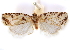  (Barygnathella chrysauges - CCDB-29475-A04)  @11 [ ] CreativeCommons - Attribution (2018) CBG Photography Group Centre for Biodiversity Genomics
