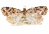  (Barygnathella ophiodora - CCDB-29475-A05)  @11 [ ] CreativeCommons - Attribution (2018) CBG Photography Group Centre for Biodiversity Genomics