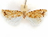  ( - CCDB-29475-A06)  @11 [ ] CreativeCommons - Attribution (2018) CBG Photography Group Centre for Biodiversity Genomics