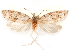  (Nesoscopa exsors - CCDB-29475-A08)  @11 [ ] CreativeCommons - Attribution (2018) CBG Photography Group Centre for Biodiversity Genomics