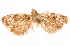  ( - CCDB-29475-C07)  @11 [ ] CreativeCommons - Attribution (2018) CBG Photography Group Centre for Biodiversity Genomics