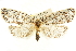  (Templemania millistriata - CCDB-29475-D12)  @11 [ ] CreativeCommons - Attribution (2018) CBG Photography Group Centre for Biodiversity Genomics