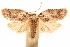  ( - CCDB-29475-G01)  @11 [ ] CreativeCommons - Attribution (2018) CBG Photography Group Centre for Biodiversity Genomics