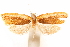  ( - CCDB-29475-G04)  @11 [ ] CreativeCommons - Attribution (2018) CBG Photography Group Centre for Biodiversity Genomics
