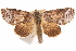  ( - CCDB-29475-H10)  @11 [ ] CreativeCommons - Attribution (2018) CBG Photography Group Centre for Biodiversity Genomics