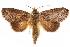  ( - CCDB-29475-H11)  @11 [ ] CreativeCommons - Attribution (2018) CBG Photography Group Centre for Biodiversity Genomics