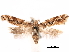  ( - CCDB-29476-A08)  @11 [ ] CreativeCommons - Attribution (2017) CBG Photography Group Centre for Biodiversity Genomics