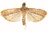  ( - CCDB-29476-B03)  @11 [ ] CreativeCommons - Attribution (2017) CBG Photography Group Centre for Biodiversity Genomics