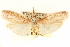  ( - CCDB-29476-B10)  @11 [ ] CreativeCommons - Attribution (2017) CBG Photography Group Centre for Biodiversity Genomics