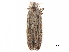  ( - CCDB-29476-C02)  @11 [ ] CreativeCommons - Attribution (2017) CBG Photography Group Centre for Biodiversity Genomics