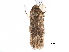  ( - CCDB-29476-C05)  @11 [ ] CreativeCommons - Attribution (2017) CBG Photography Group Centre for Biodiversity Genomics