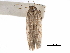  ( - CCDB-29476-C06)  @11 [ ] CreativeCommons - Attribution (2017) CBG Photography Group Centre for Biodiversity Genomics