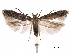  ( - CCDB-29476-C08)  @14 [ ] CreativeCommons - Attribution (2017) CBG Photography Group Centre for Biodiversity Genomics