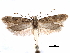  ( - CCDB-29476-C10)  @11 [ ] CreativeCommons - Attribution (2017) CBG Photography Group Centre for Biodiversity Genomics