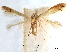  ( - CCDB-29477-C02)  @11 [ ] CreativeCommons - Attribution (2018) CBG Photography Group Centre for Biodiversity Genomics