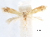  ( - CCDB-29477-C03)  @11 [ ] CreativeCommons - Attribution (2018) CBG Photography Group Centre for Biodiversity Genomics