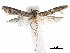  ( - CCDB-29477-D09)  @11 [ ] CreativeCommons - Attribution (2018) CBG Photography Group Centre for Biodiversity Genomics