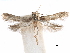  (Asaphocrita fidei - CCDB-29477-D10)  @11 [ ] CreativeCommons - Attribution (2018) CBG Photography Group Centre for Biodiversity Genomics