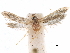  (Asaphocrita furciferae - CCDB-29477-D11)  @11 [ ] CreativeCommons - Attribution (2018) CBG Photography Group Centre for Biodiversity Genomics
