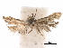  (Asaphocrita gerrulae - CCDB-29477-E01)  @11 [ ] CreativeCommons - Attribution (2018) CBG Photography Group Centre for Biodiversity Genomics