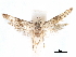 ( - CCDB-29477-E02)  @11 [ ] CreativeCommons - Attribution (2018) CBG Photography Group Centre for Biodiversity Genomics