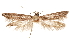  (Asaphocrita magae - CCDB-29477-E03)  @11 [ ] CreativeCommons - Attribution (2018) CBG Photography Group Centre for Biodiversity Genomics