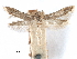  (Asaphocrita plummerella - CCDB-29477-E05)  @11 [ ] CreativeCommons - Attribution (2018) CBG Photography Group Centre for Biodiversity Genomics