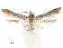  ( - CCDB-29477-E06)  @11 [ ] CreativeCommons - Attribution (2018) CBG Photography Group Centre for Biodiversity Genomics