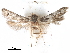  (Asaphocrita rationis - CCDB-29477-E07)  @11 [ ] CreativeCommons - Attribution (2018) CBG Photography Group Centre for Biodiversity Genomics