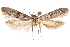 (Asaphocrita sp. D.A. X - CCDB-29477-E08)  @13 [ ] CreativeCommons - Attribution (2018) CBG Photography Group Centre for Biodiversity Genomics