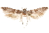  (Asaphocrita sp. D.A. H1 - CCDB-29477-E09)  @11 [ ] CreativeCommons - Attribution (2018) CBG Photography Group Centre for Biodiversity Genomics