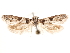  (Asaphocrita sp. D.A. 1 - CCDB-29477-E10)  @11 [ ] CreativeCommons - Attribution (2018) CBG Photography Group Centre for Biodiversity Genomics