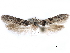  (Asaphocrita sp. D.A. 2 - CCDB-29477-E11)  @11 [ ] CreativeCommons - Attribution (2018) CBG Photography Group Centre for Biodiversity Genomics