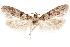  (Asaphocrita sp. D.A. H3A - CCDB-29477-E12)  @11 [ ] CreativeCommons - Attribution (2018) CBG Photography Group Centre for Biodiversity Genomics