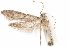  (Asaphocrita D.A. sp. 4 - CCDB-29477-F03)  @11 [ ] CreativeCommons - Attribution (2018) CBG Photography Group Centre for Biodiversity Genomics