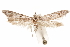  ( - CCDB-29477-F04)  @11 [ ] CreativeCommons - Attribution (2018) CBG Photography Group Centre for Biodiversity Genomics