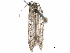  (Asaphocrita sp. D.A. H4B - CCDB-29477-F05)  @11 [ ] CreativeCommons - Attribution (2018) CBG Photography Group Centre for Biodiversity Genomics