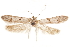  (Asaphocrita D.A. sp. 5 - CCDB-29477-F06)  @11 [ ] CreativeCommons - Attribution (2018) CBG Photography Group Centre for Biodiversity Genomics