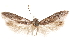  (Asaphocrita D.A. sp. 6 - CCDB-29477-F08)  @11 [ ] CreativeCommons - Attribution (2018) CBG Photography Group Centre for Biodiversity Genomics