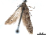  ( - CCDB-29477-F09)  @11 [ ] CreativeCommons - Attribution (2018) CBG Photography Group Centre for Biodiversity Genomics