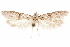  (Asaphocrita sp. D.A. H12 - CCDB-29477-F10)  @11 [ ] CreativeCommons - Attribution (2018) CBG Photography Group Centre for Biodiversity Genomics