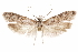  (Asaphocrita sp. D.A. H00 - CCDB-29477-G01)  @11 [ ] CreativeCommons - Attribution (2018) CBG Photography Group Centre for Biodiversity Genomics