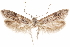  ( - CCDB-29477-G02)  @11 [ ] CreativeCommons - Attribution (2018) CBG Photography Group Centre for Biodiversity Genomics