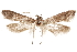  (Asaphocrita sp. D.A. H01 - CCDB-29477-G03)  @11 [ ] CreativeCommons - Attribution (2018) CBG Photography Group Centre for Biodiversity Genomics