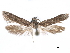  (Asaphocrita sp. D.A. 8 - CCDB-29477-G05)  @11 [ ] CreativeCommons - Attribution (2018) CBG Photography Group Centre for Biodiversity Genomics