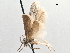  (Asaphocrita sp. D.A. Y - CCDB-29477-G07)  @11 [ ] CreativeCommons - Attribution (2018) CBG Photography Group Centre for Biodiversity Genomics